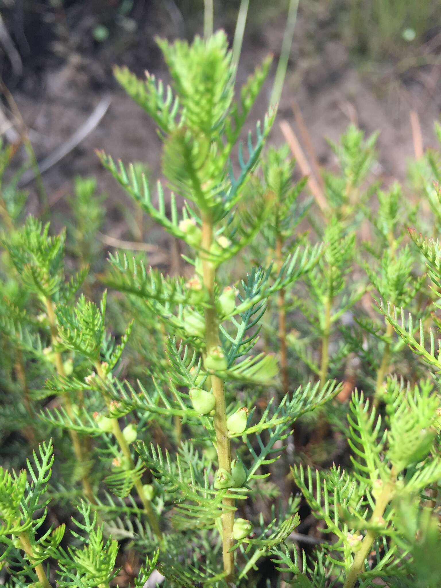 Image of Comb-Leaf Mermaidweed