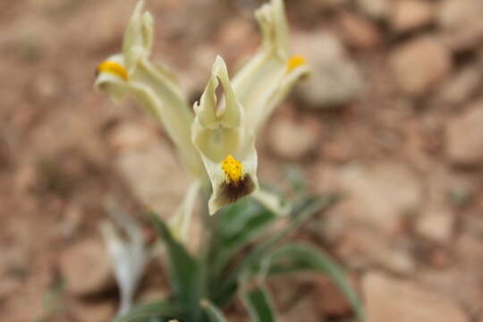 Plancia ëd Iris persica L.