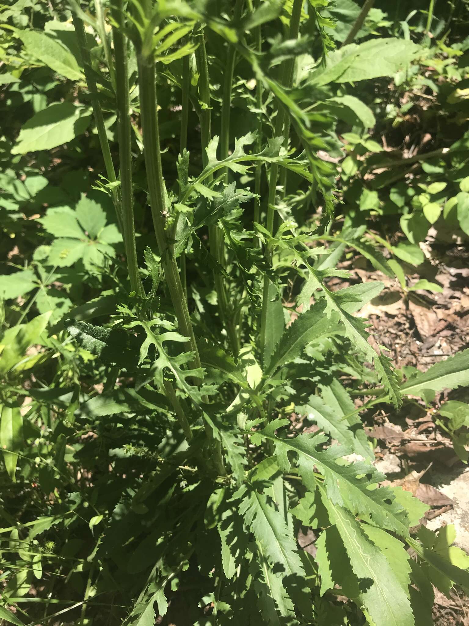 Image of Small's ragwort