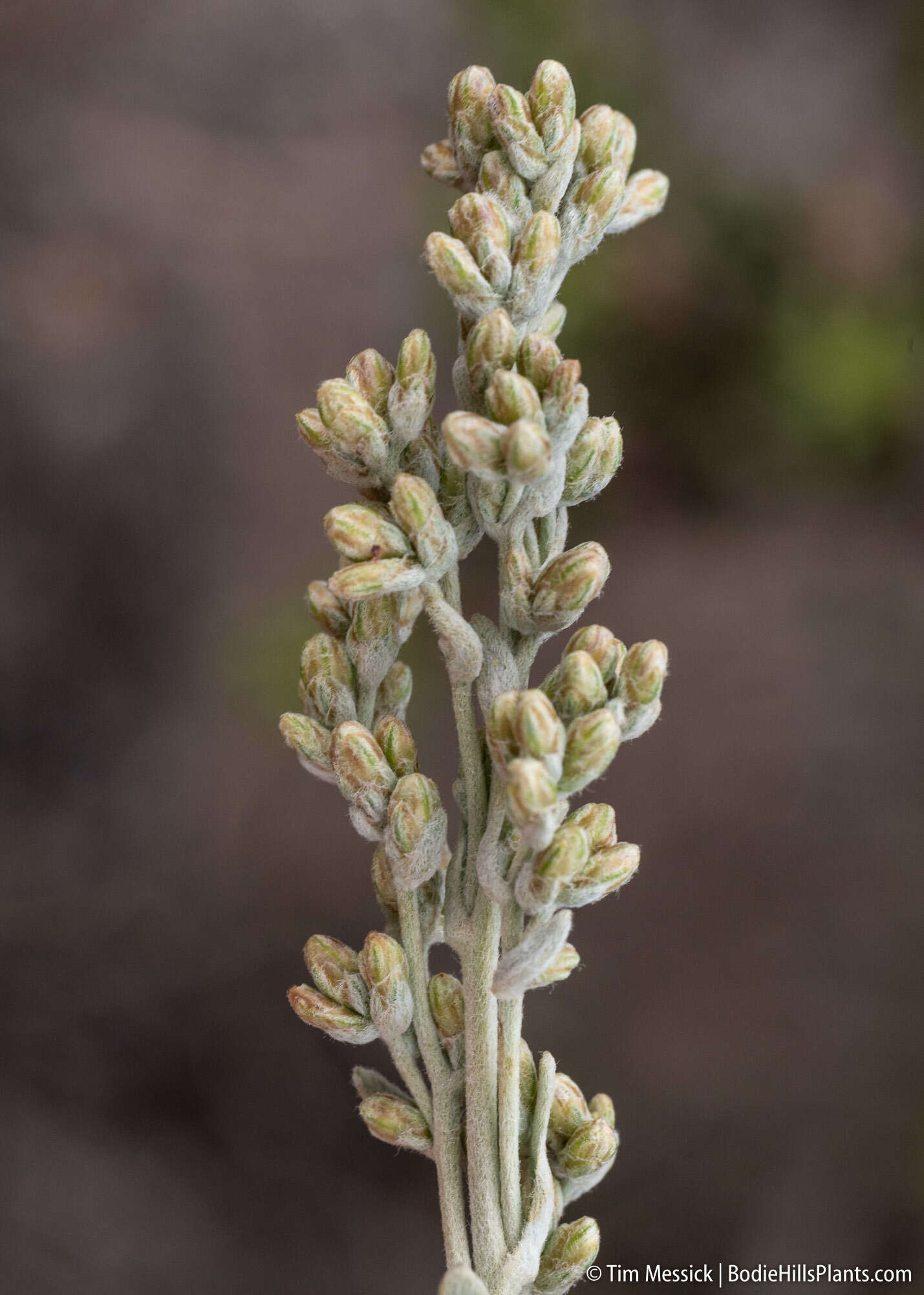 Imagem de Artemisia tridentata subsp. vaseyana (Rydb.) Beetle