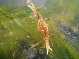 Image of sargassum crab