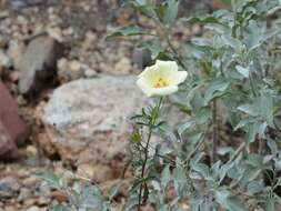 Image of desert rosemallow