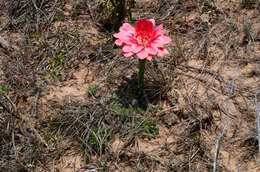 Image de Echinopsis calorubra Cárdenas