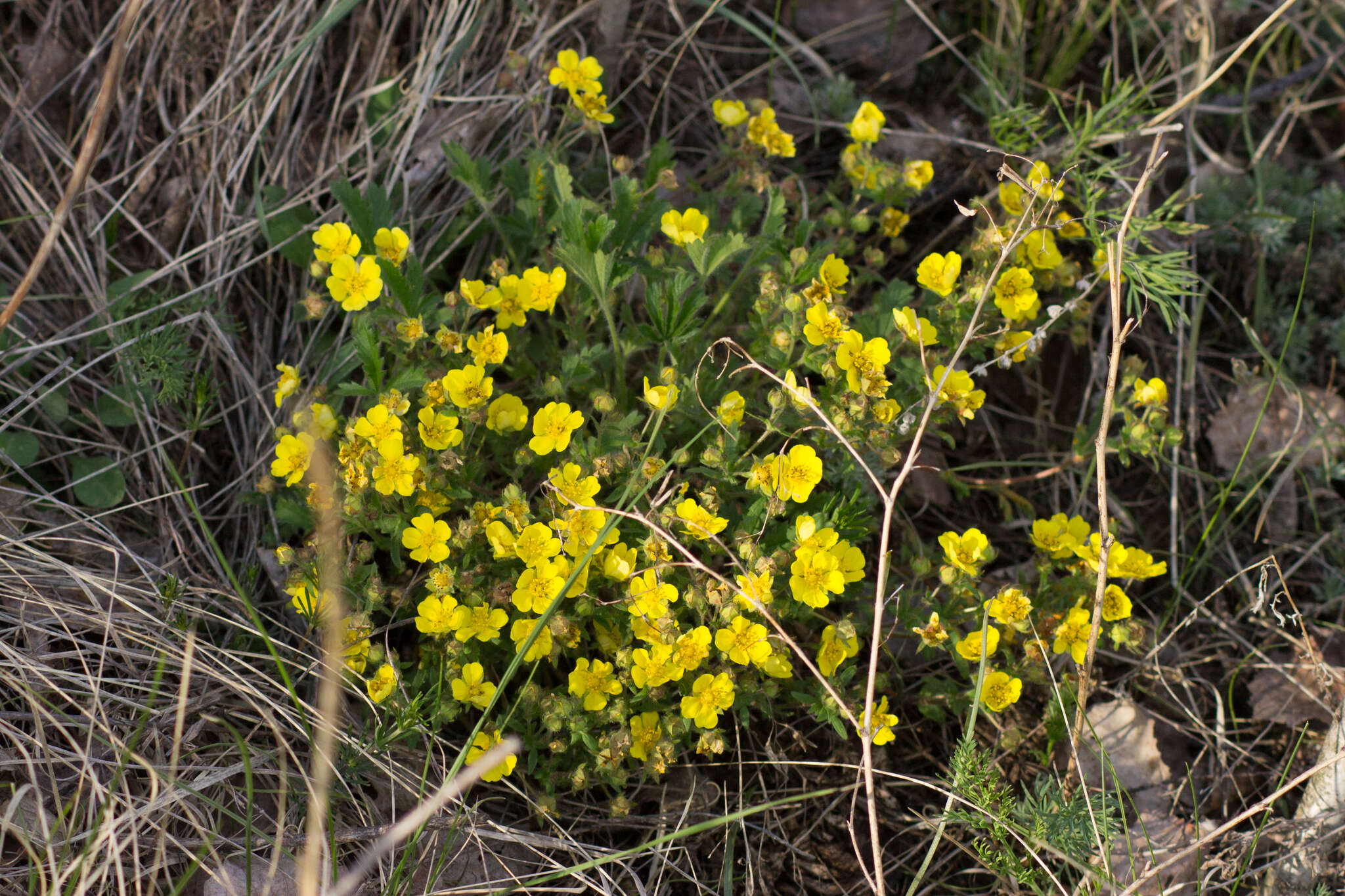 Image of Potentilla humifusa Willd.