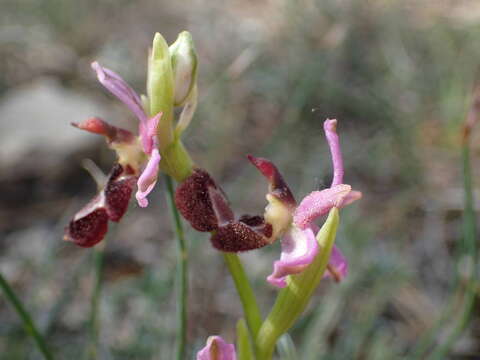 Image of Ophrys flavicans Vis.