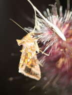 Image of Cutworm