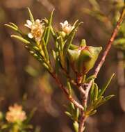 Image of Diosma acmaeophylla Eckl. & Zeyh.