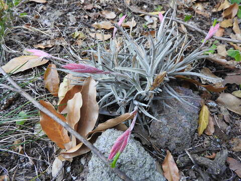 Image of Tillandsia tortilis Baker