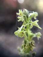 Image of Michael's rein orchid