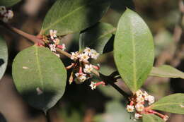 Image of Common Poison Bush