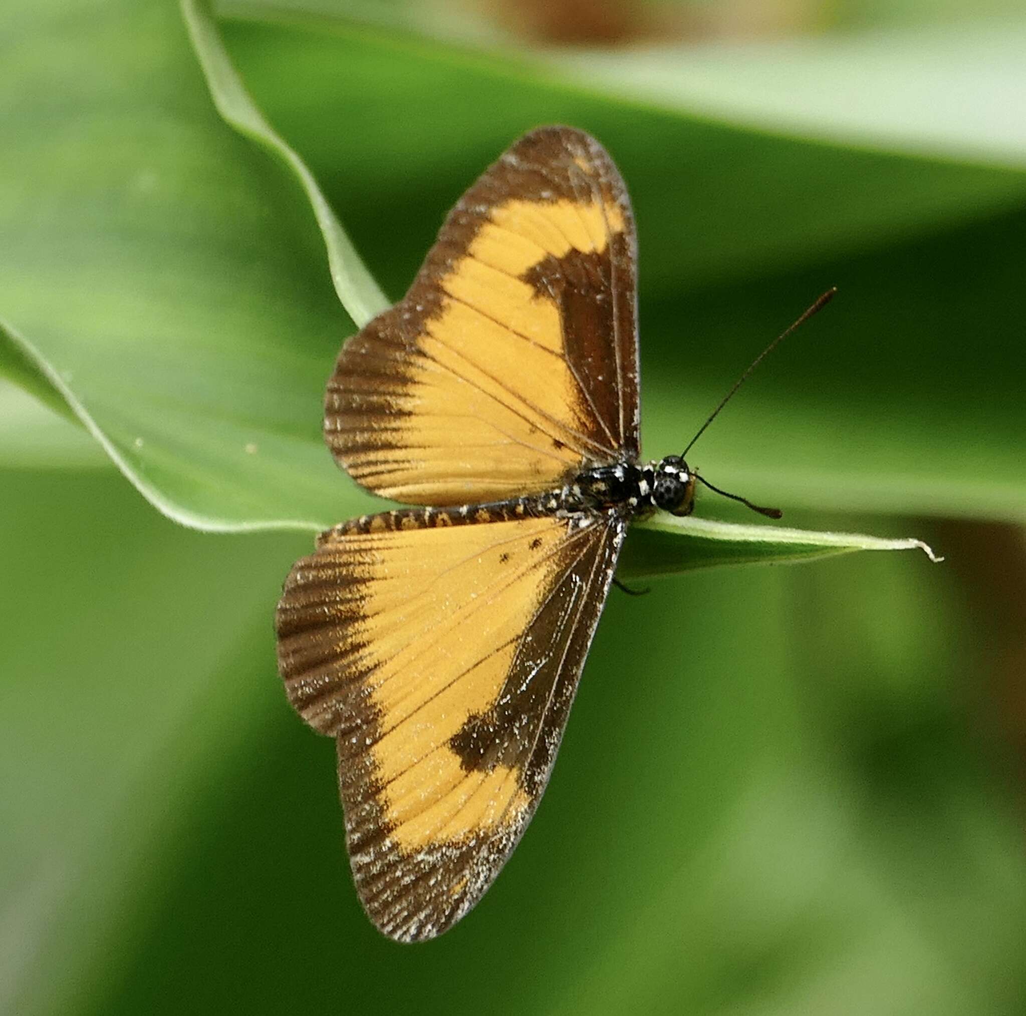 Image de Acraea alciope Hewitson 1852