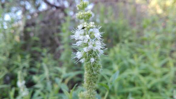 Image of Mentha longifolia subsp. capensis (Thunb.) Briq.