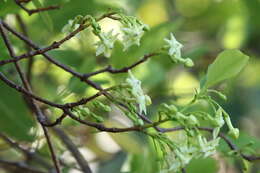 Image of Gymnanthera oblonga (Burm. fil.) P. S. Green