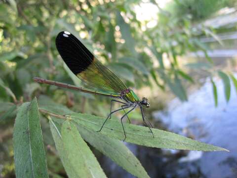 Image of Syrian Demoiselle