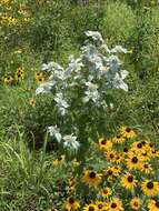 Image de Pycnanthemum loomisii Nutt.