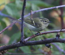 Image of Sichuan Leaf Warbler