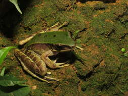 Image of Odorrana rotodora (Yang & Rao ex Yang 2008)