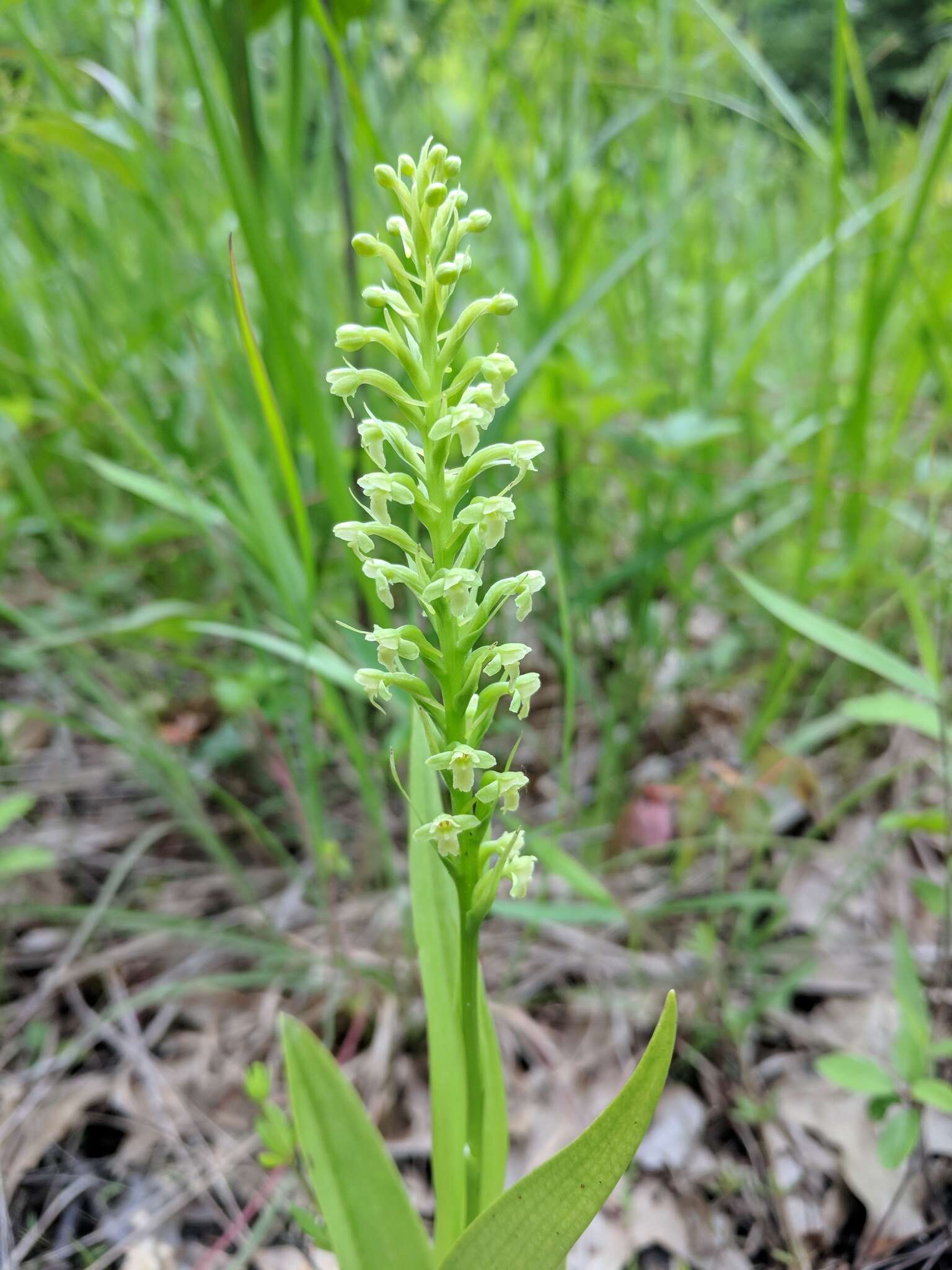 Слика од Platanthera flava var. herbiola (R. Br.) Luer