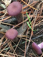 Image of Western Amethyst Deceiver