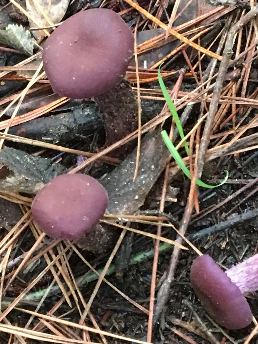 Image of Western Amethyst Deceiver