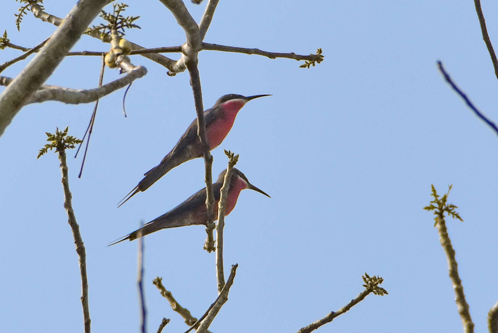 Image of Rosy Bee-eater