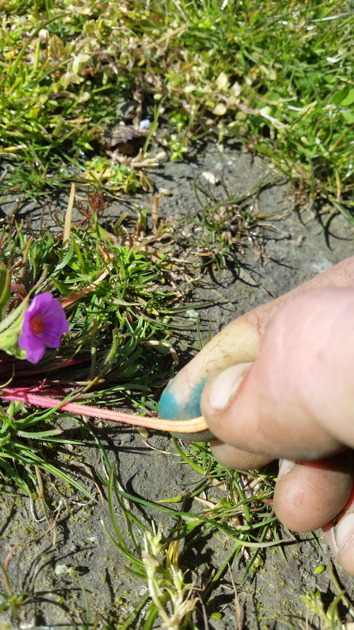 Image of Calandrinia compressa Schrad. ex DC.