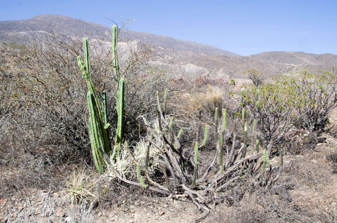 Image of Bolivian Torch Cactus