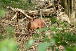 Image of Natal Duiker