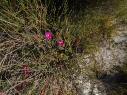 Image of Lampranthus stenopetalus (L. Bol.) N. E. Br.