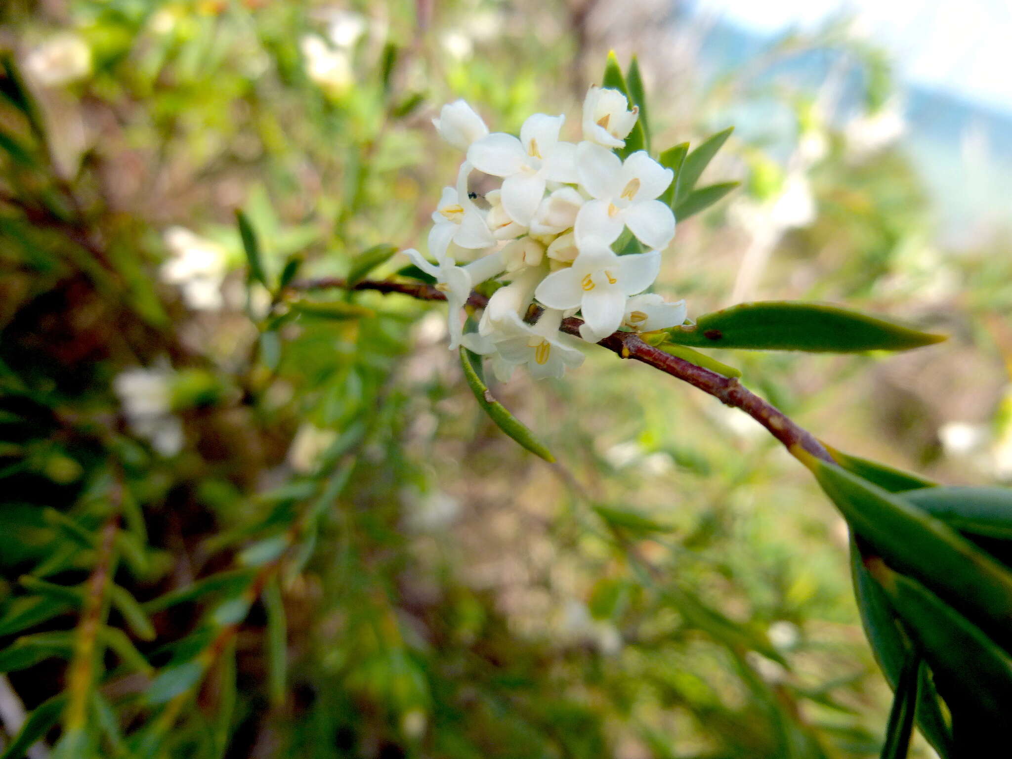 Image of Pimelea stricta Meissn.