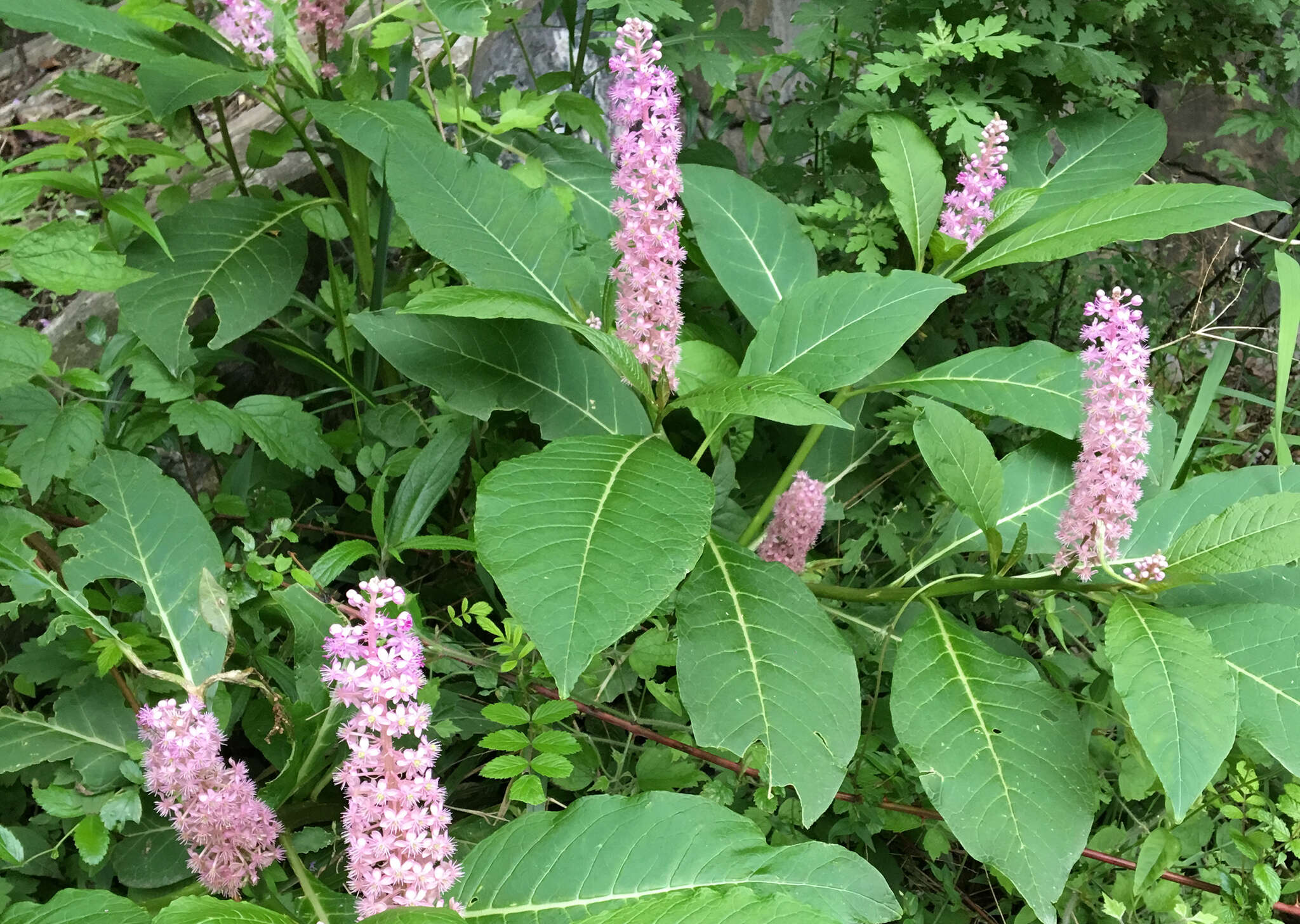 Image of Phytolacca polyandra Batalin