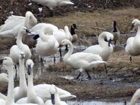 Image de Cygne de Bewick