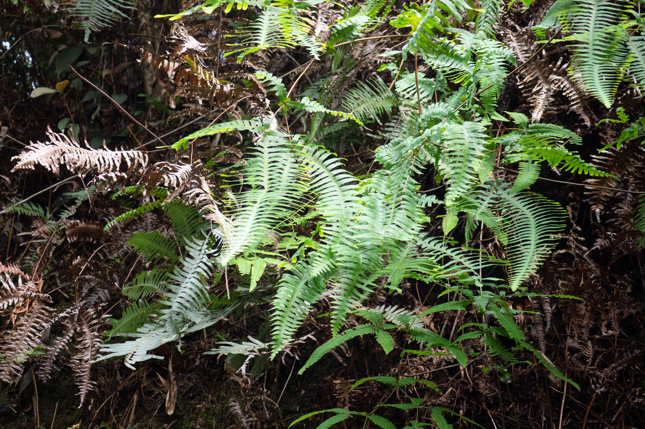 Image of Dicranopteris splendida (Hand.-Mazz.) Tag.