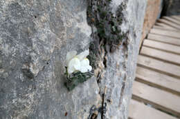 Plancia ëd Antirrhinum molle L.