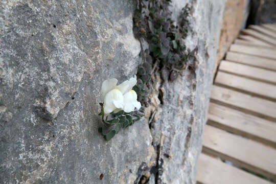 Plancia ëd Antirrhinum molle L.