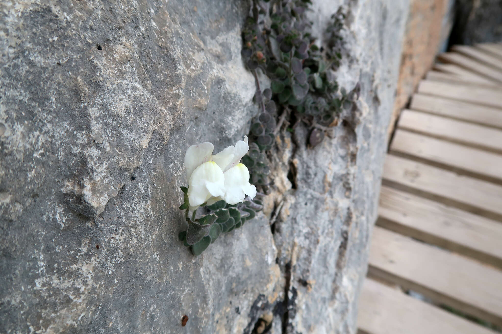 Imagem de Antirrhinum molle L.