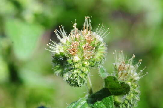 Image of shade phacelia