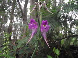 صورة Linaria triornithophora (L.) Willd.