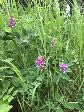 Plancia ëd Lathyrus venosus Willd.