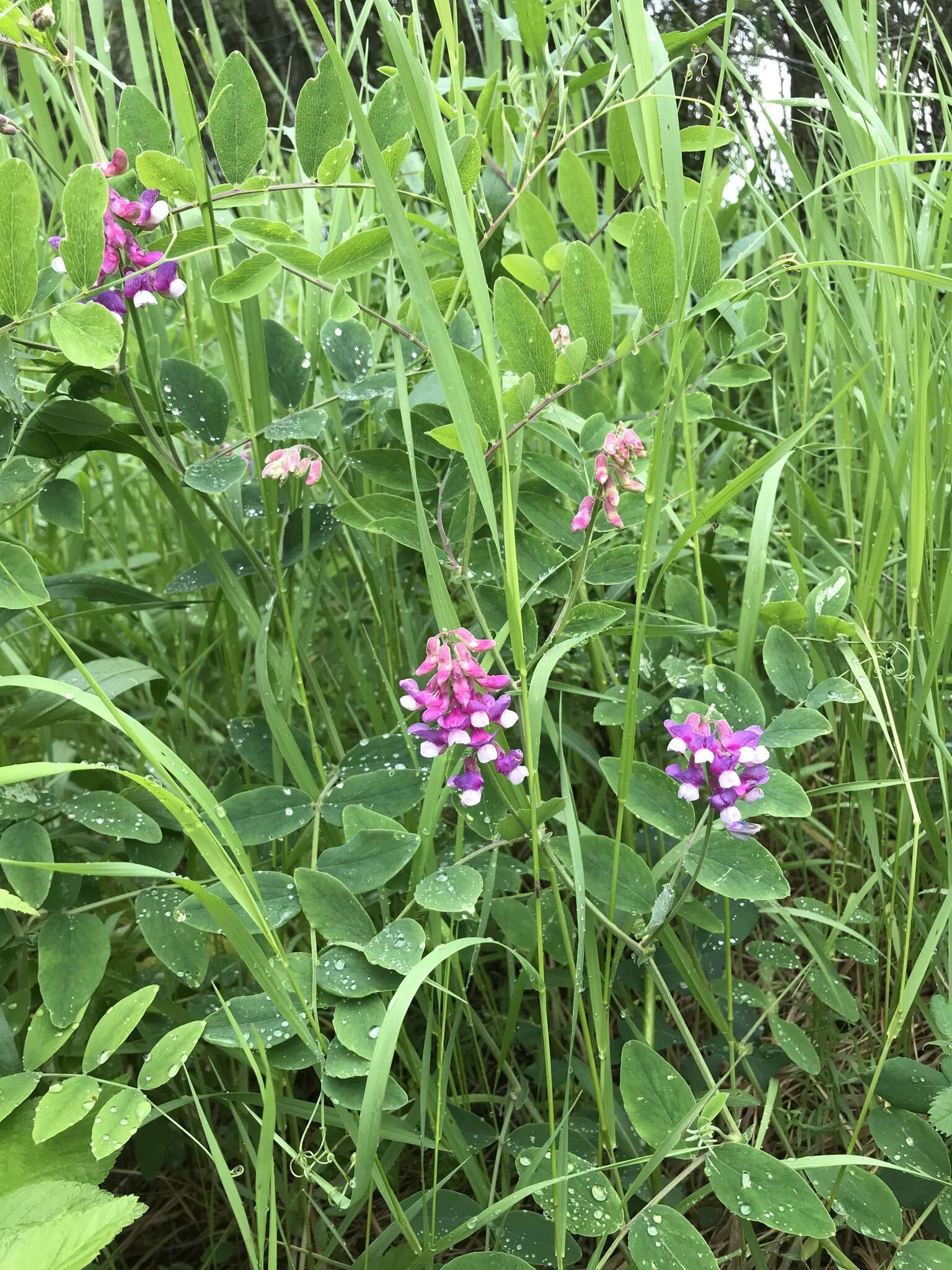 Imagem de Lathyrus venosus Willd.