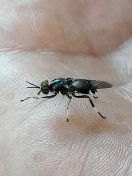 Image of Cyphomyia wiedemanni Gerstaecker 1857