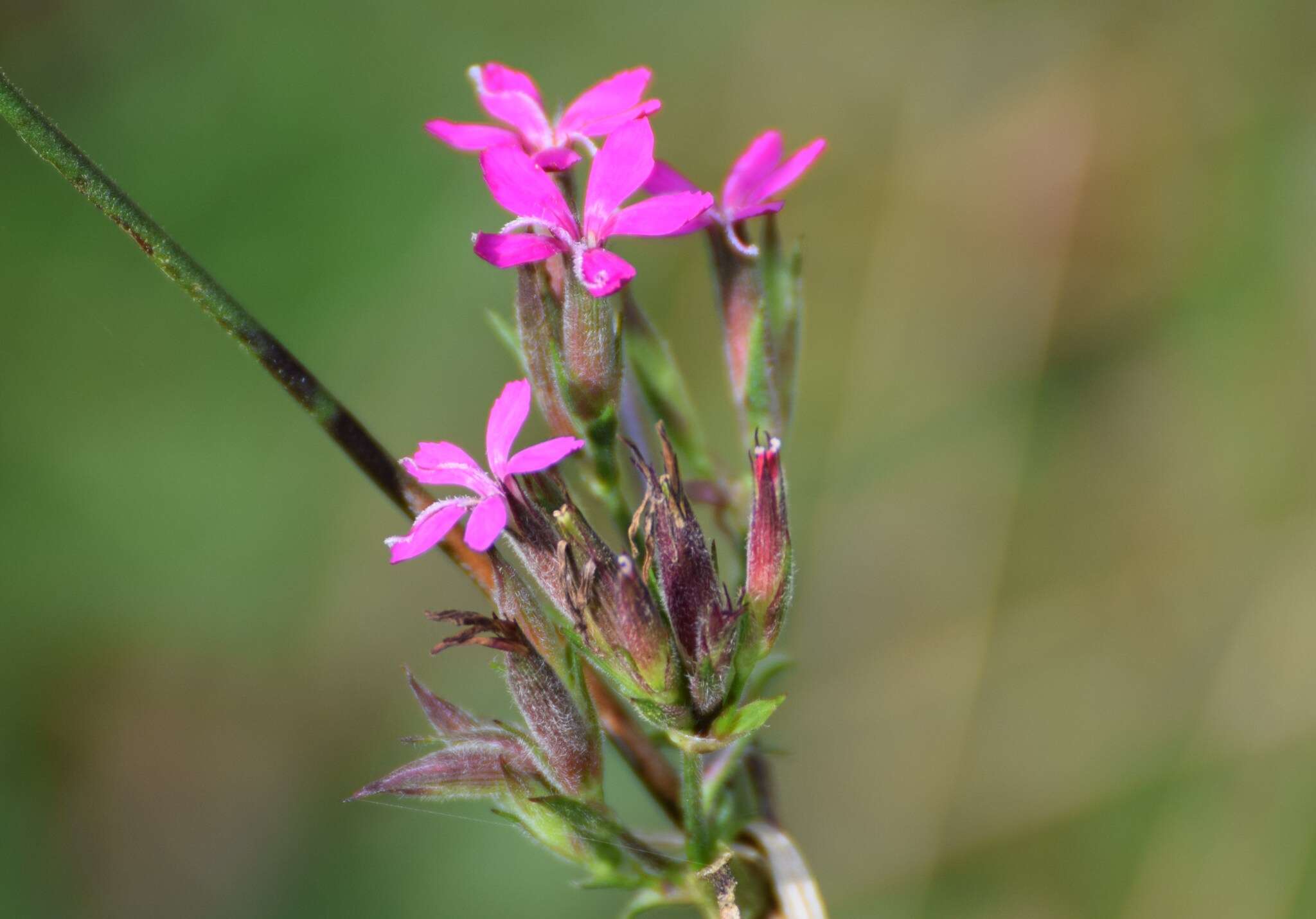 Image de Dianthus giganteus Dum.-Urville