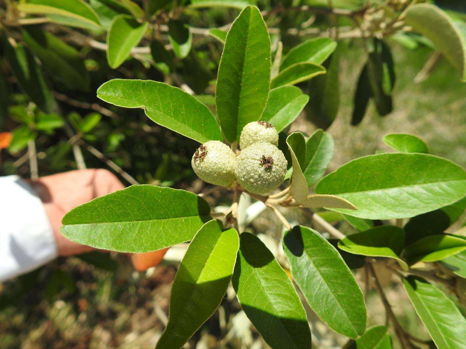 Image de Croton gratissimus var. gratissimus