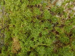 Image of eucladium moss