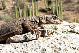 Image of Spotted Chuckwalla