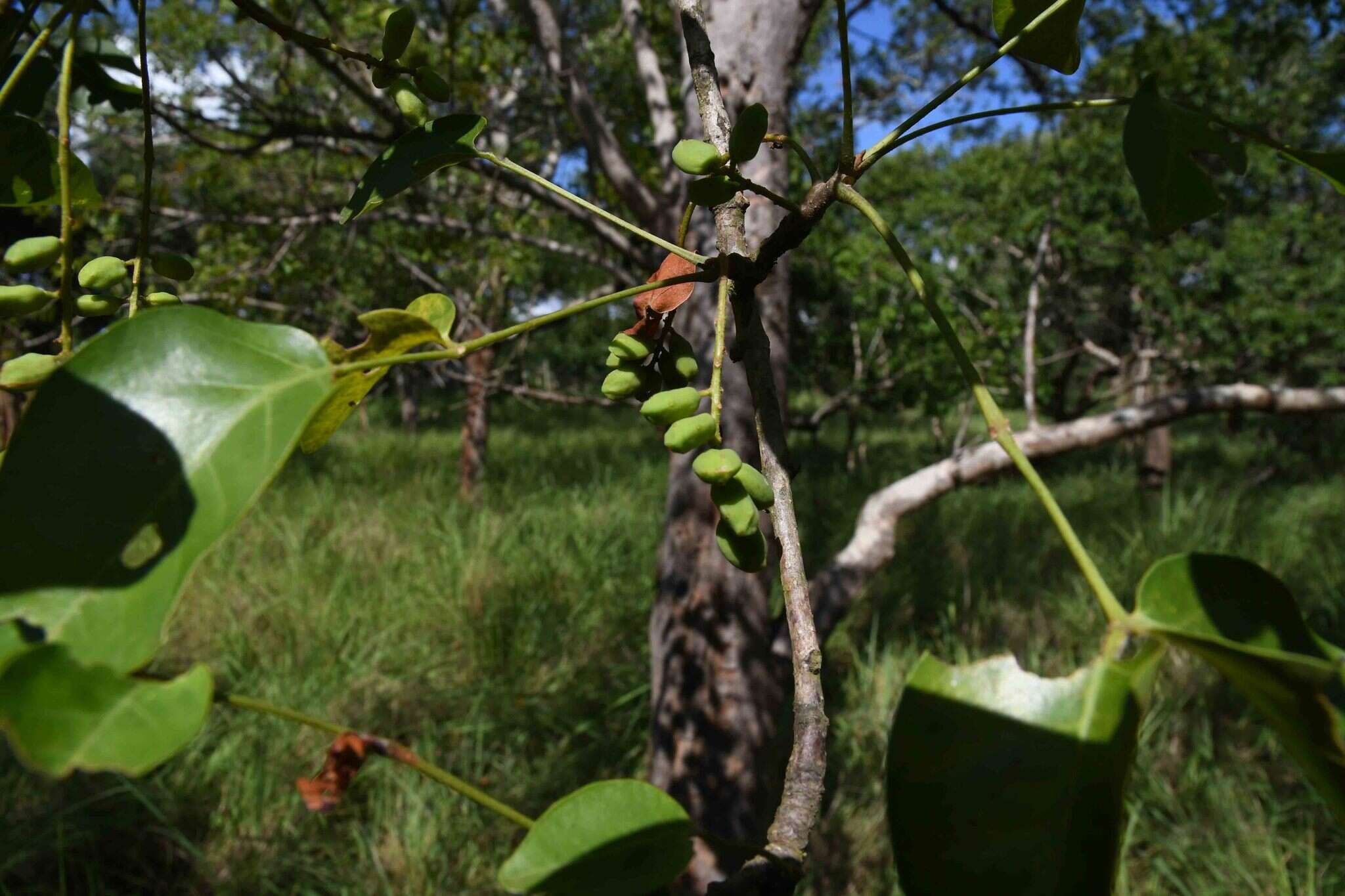 Image of False marula