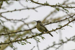 Image of Bronze Sunbird