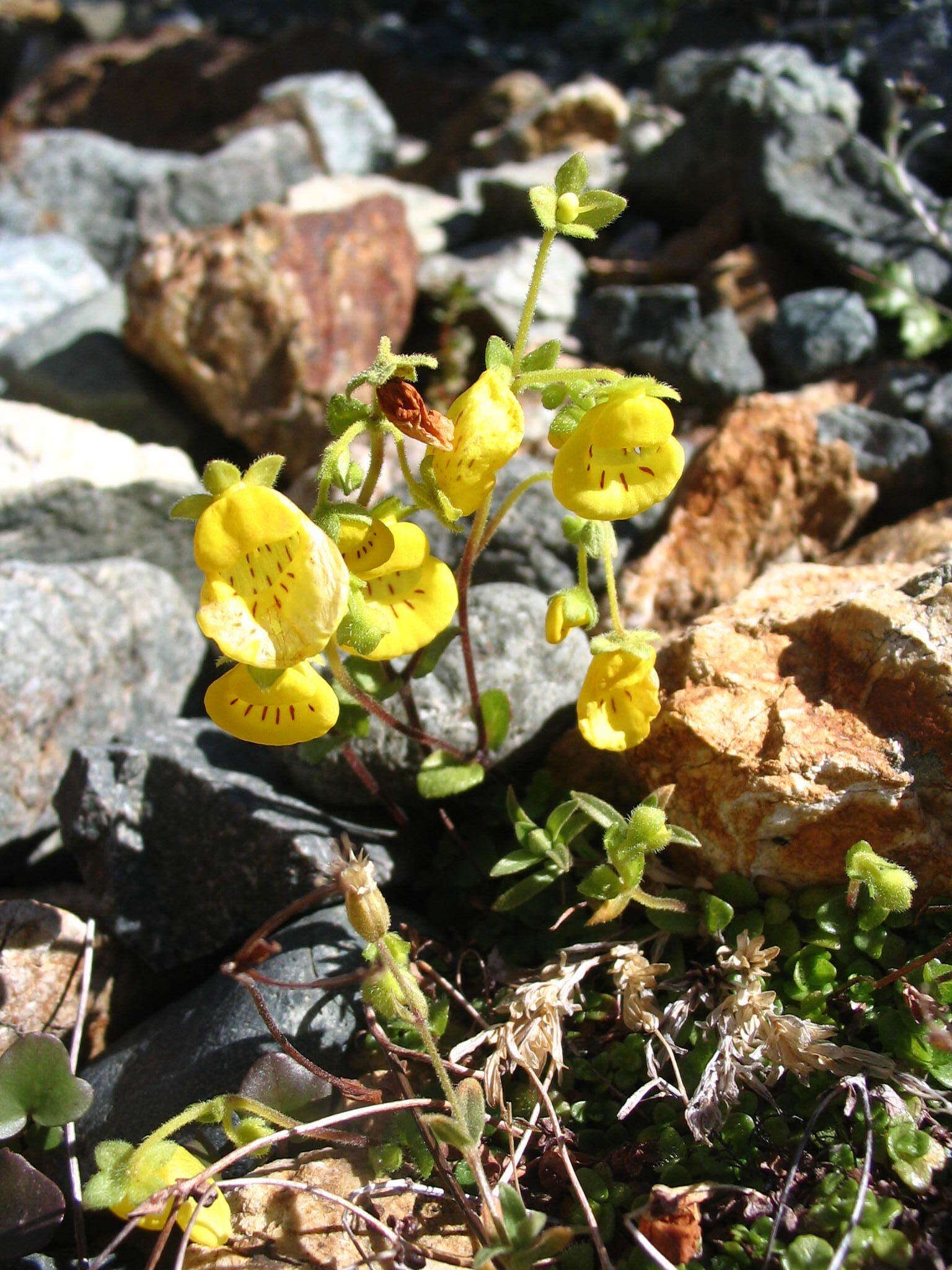 Image of Calceolaria tenella Poepp. & Endl.