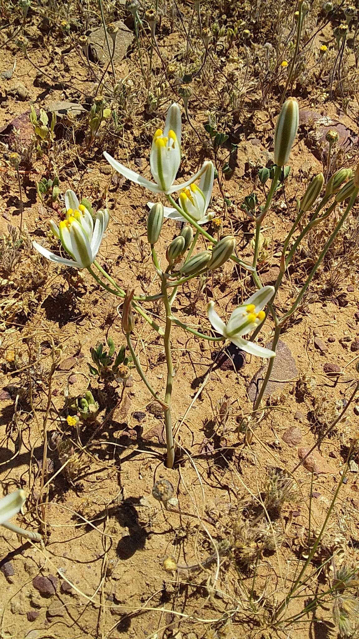 Image de Albuca longipes Baker