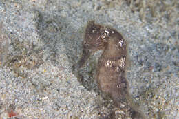 Image of Common seahorse